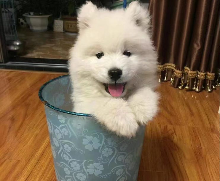 那與狗的往事
