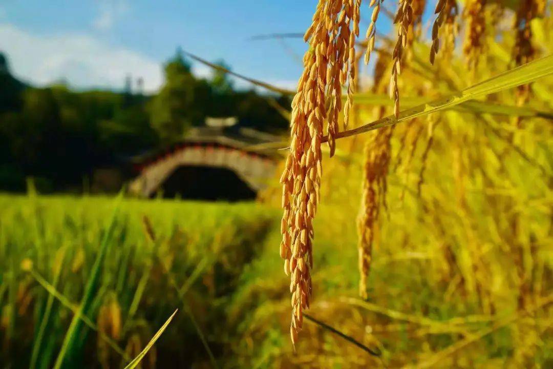 秋意濃 思緒長(zhǎng)