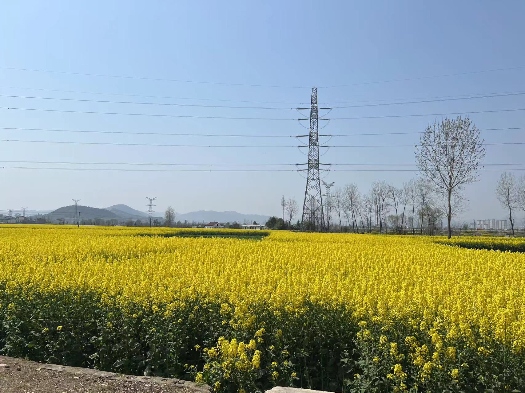 醉美油菜花海