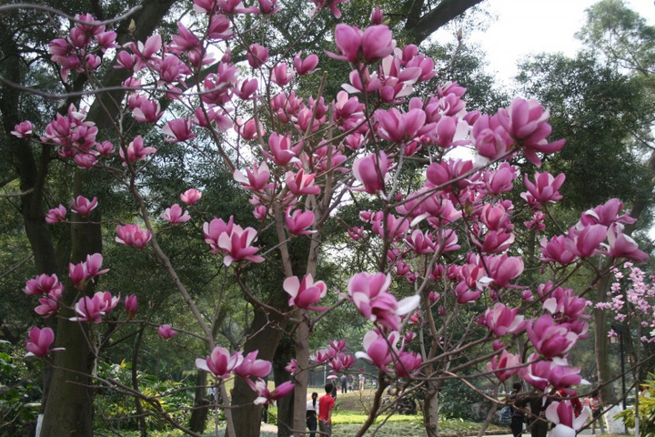 【鋼城文苑】玉蘭花開爭春俏
