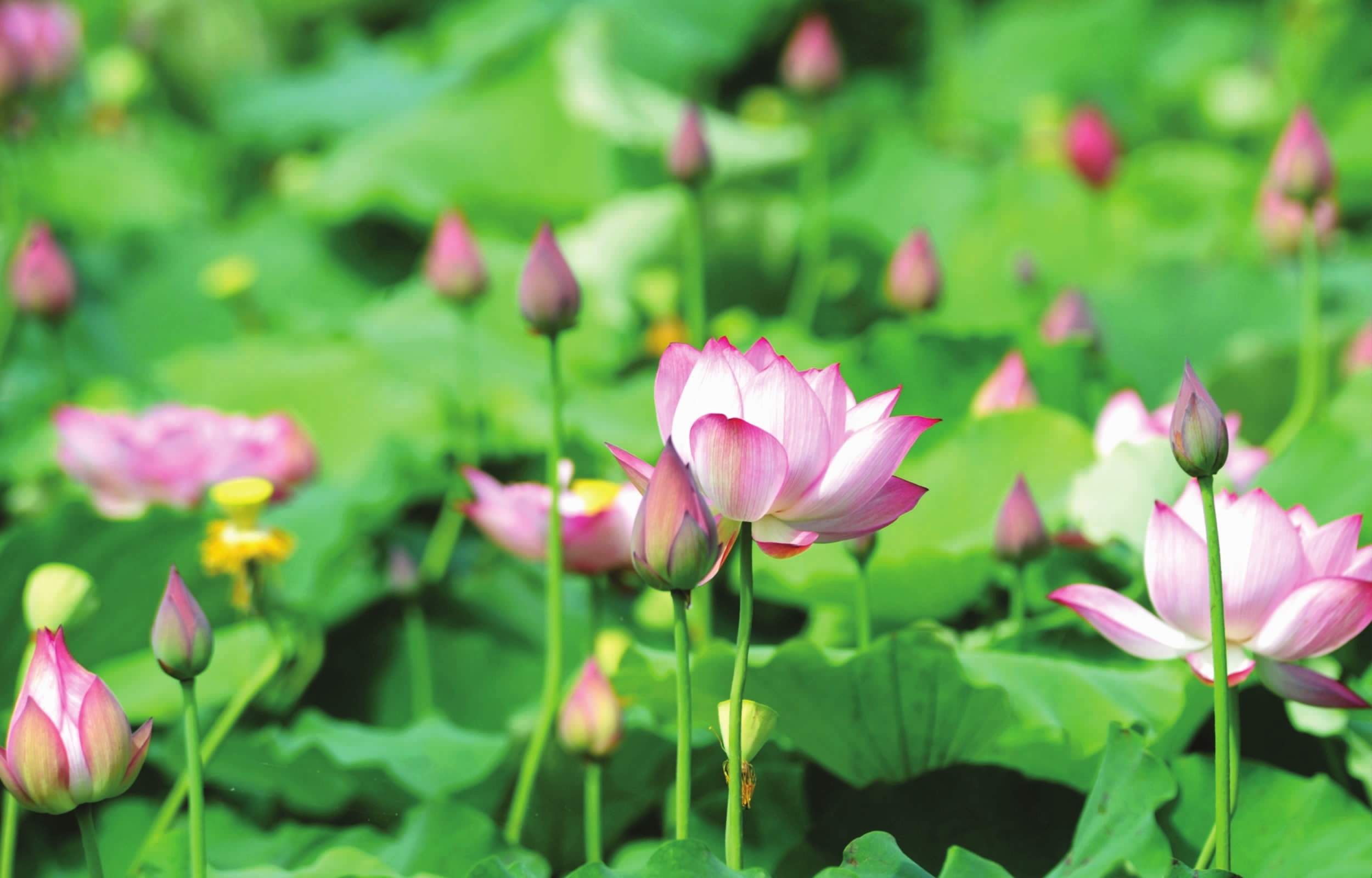 【鋼城文苑】夏賞荷花徐望鎮(zhèn)