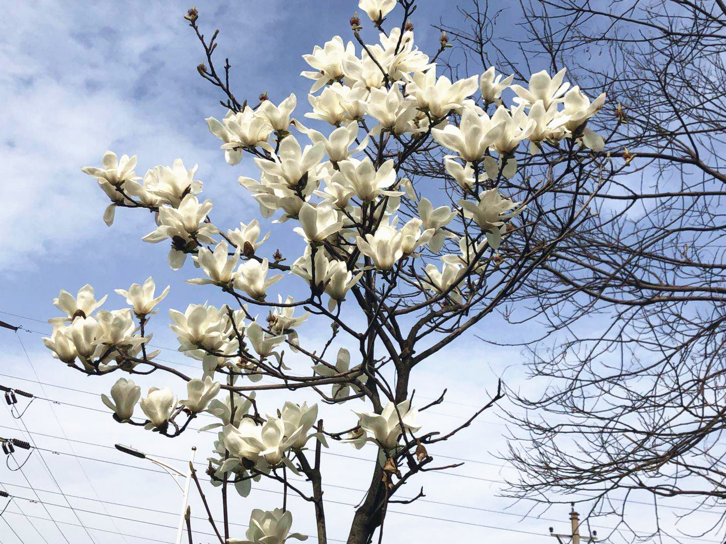 【美麗漢鋼】漢鋼踏春賞花圖鑒