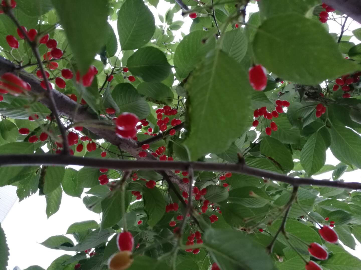 【美麗漢鋼】漢鋼踏春賞花圖鑒