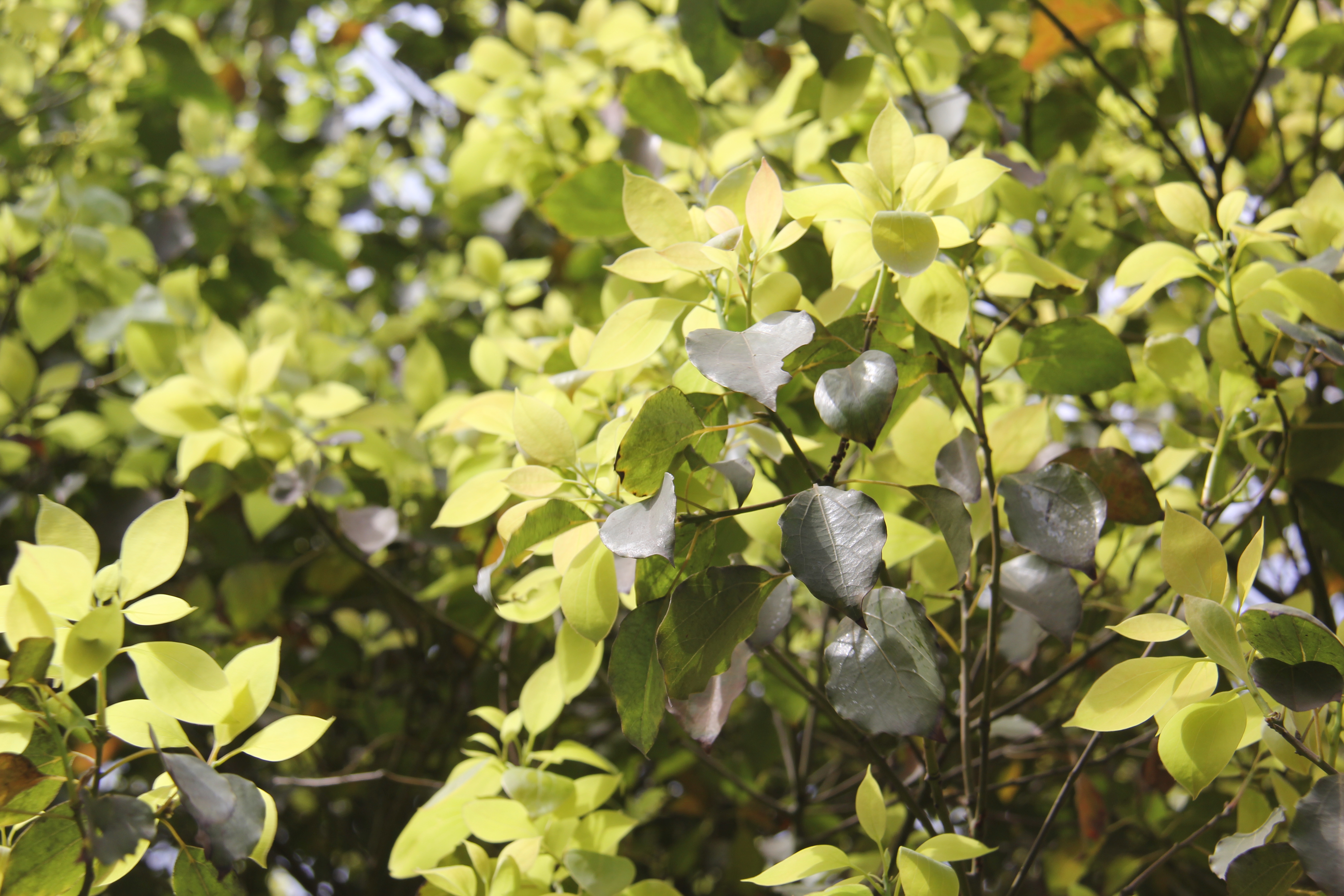 【美麗漢鋼】漢鋼踏春賞花圖鑒