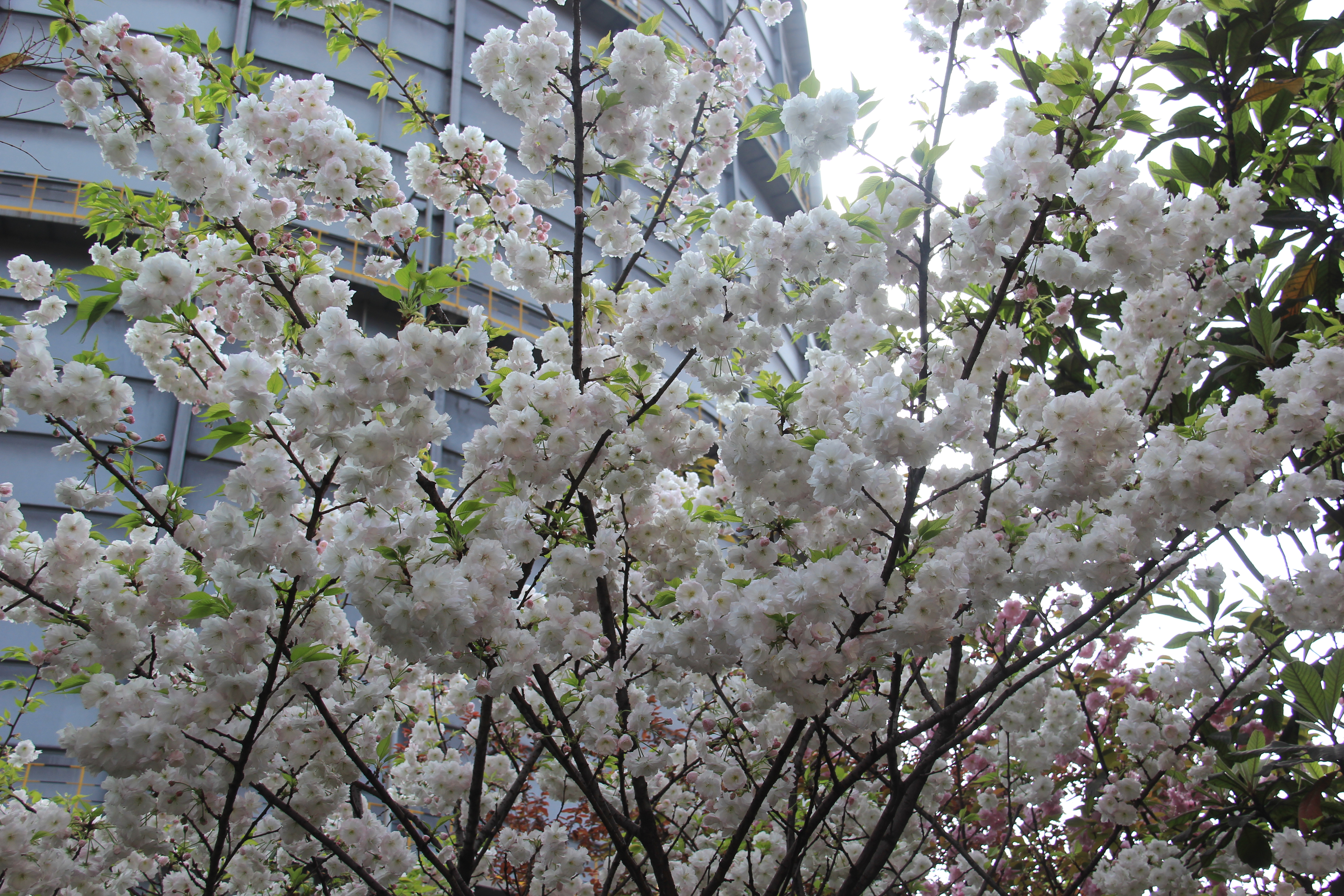 【美麗漢鋼】漢鋼踏春賞花圖鑒