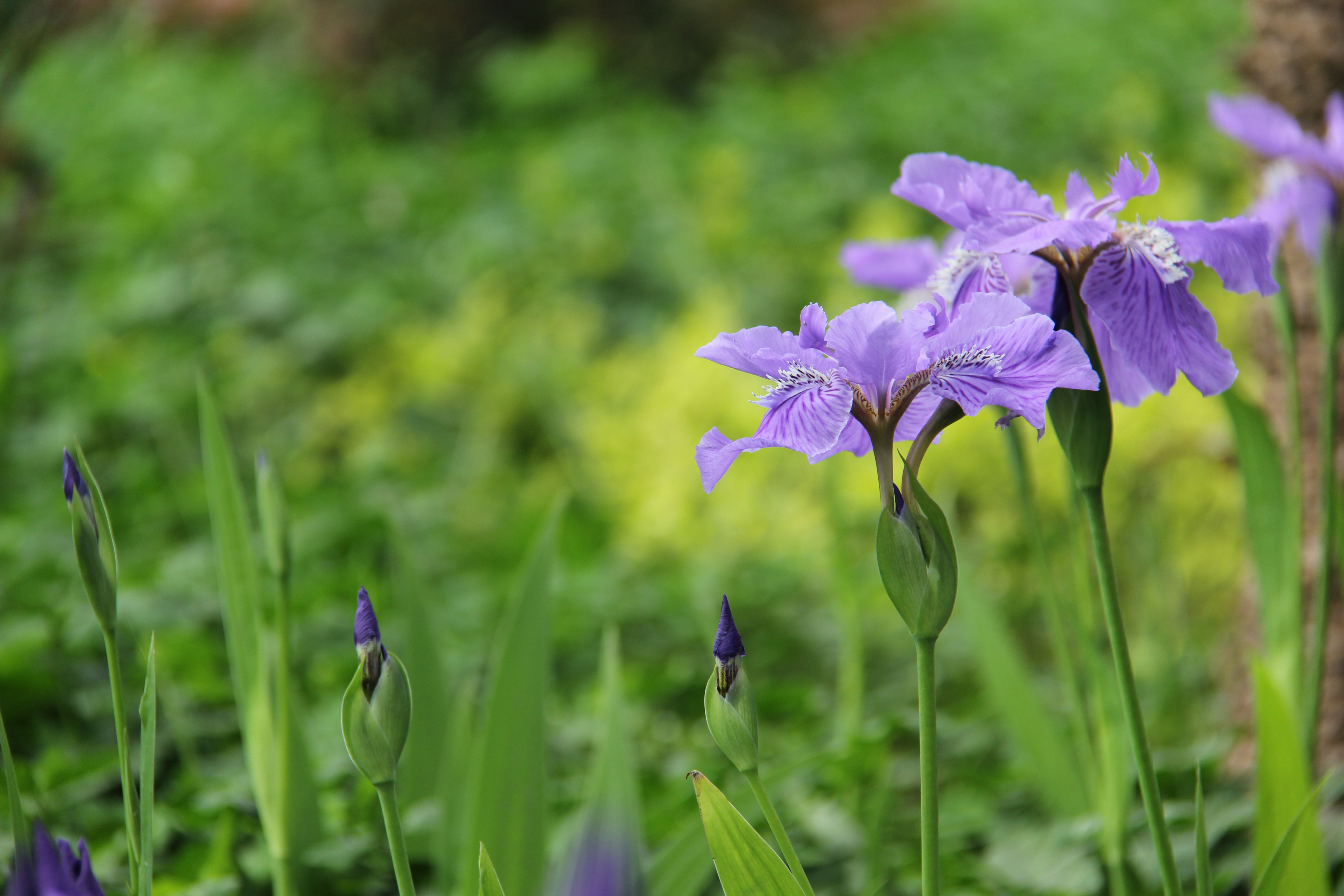 【美麗漢鋼】漢鋼踏春賞花圖鑒