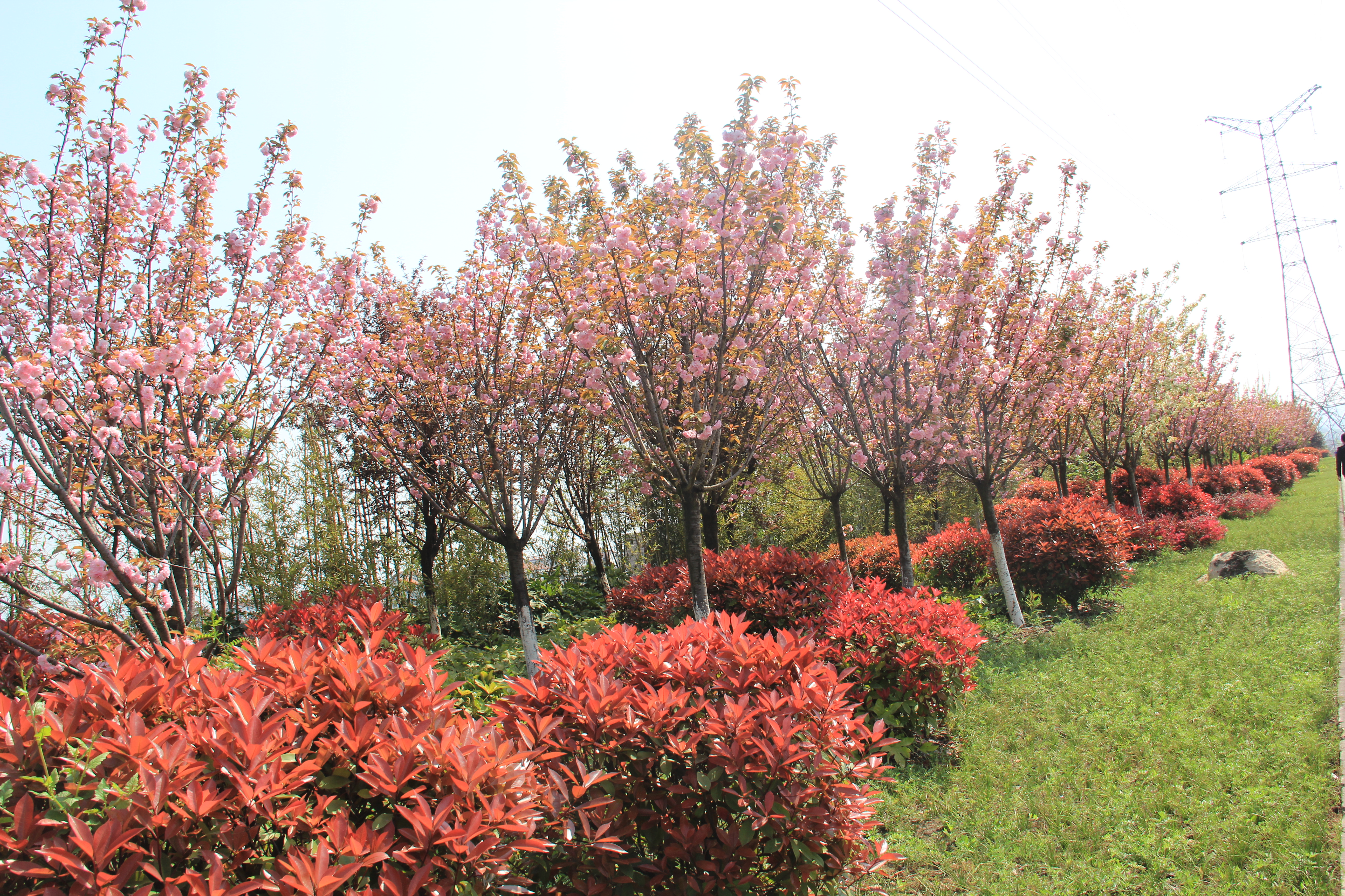 【美麗漢鋼】漢鋼踏春賞花圖鑒